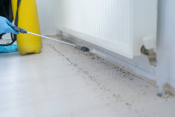 Best Affordable Pest Control Services  in Baldwin, LA